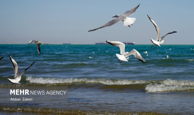 صدور هشدار نارنجی برای خلیج‌فارس؛ ارتفاع موج به ۲۴۰ سانتی‌متر می‌رسد