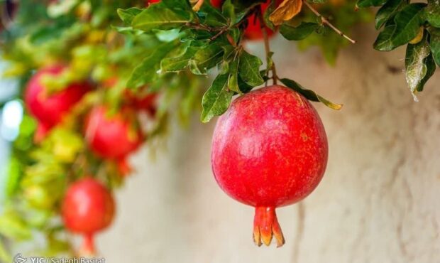 انار؛ میوه‌ای با خواص درمانی!