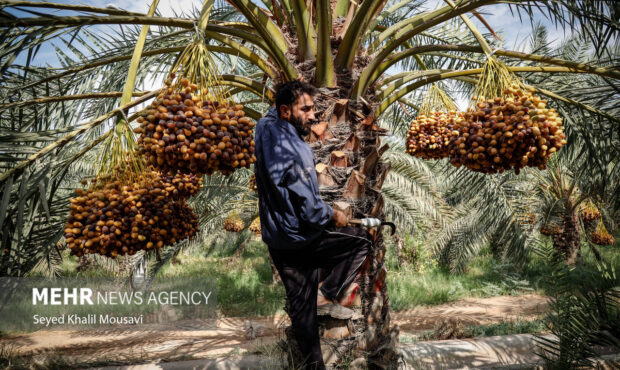 برداشت خرما در حمیدیه