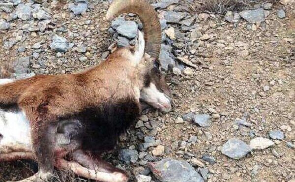 ۳مرد با ۳قوچ کشته‌شده دستگیر شدند